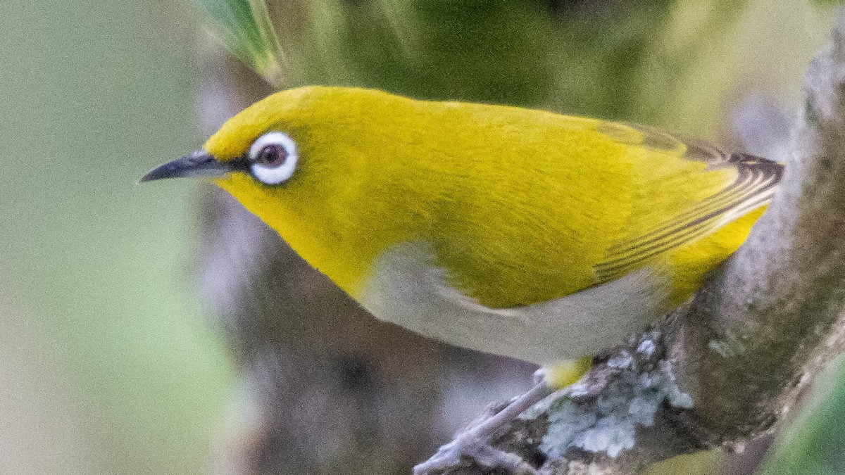 Indian White-eye - Mukul Aggarwal