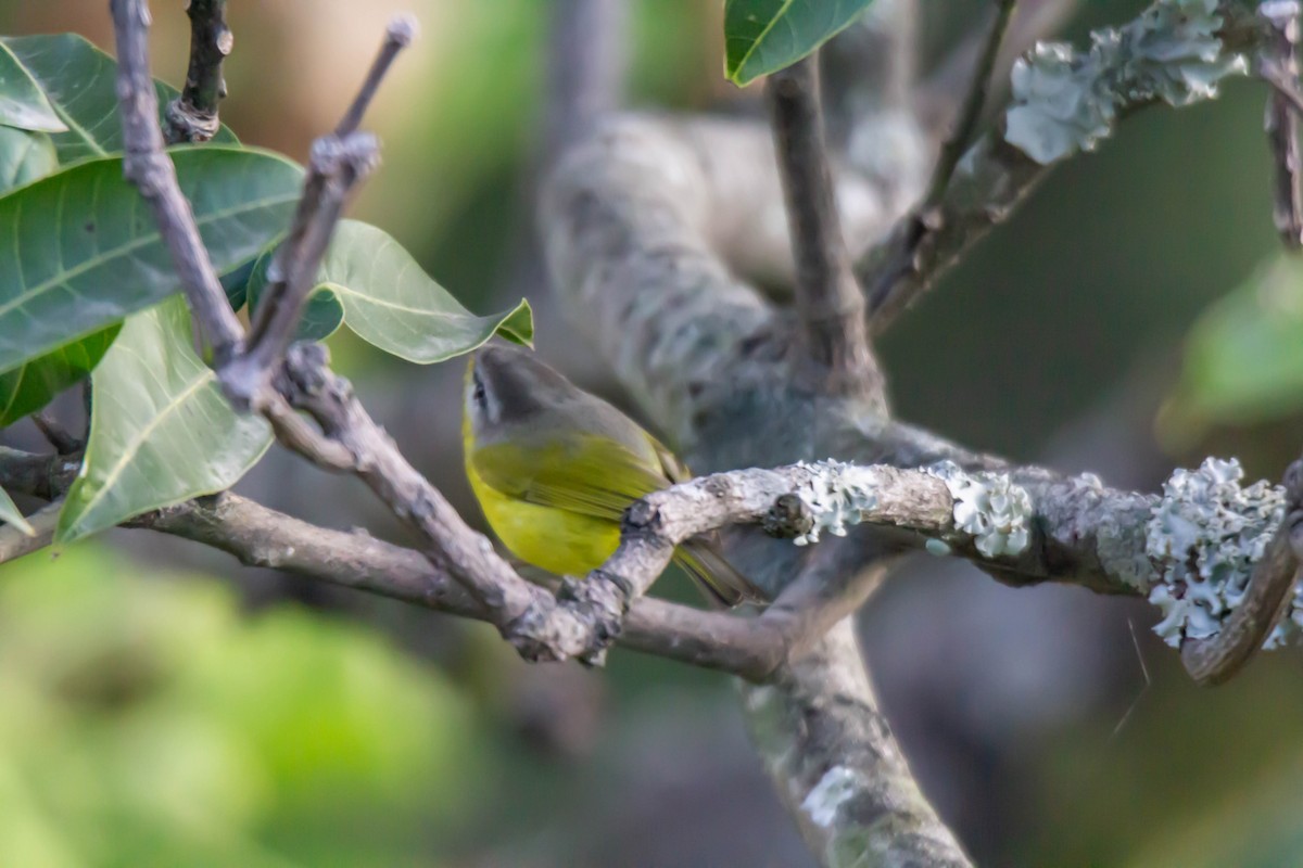 Gray-hooded Warbler - ML149067661