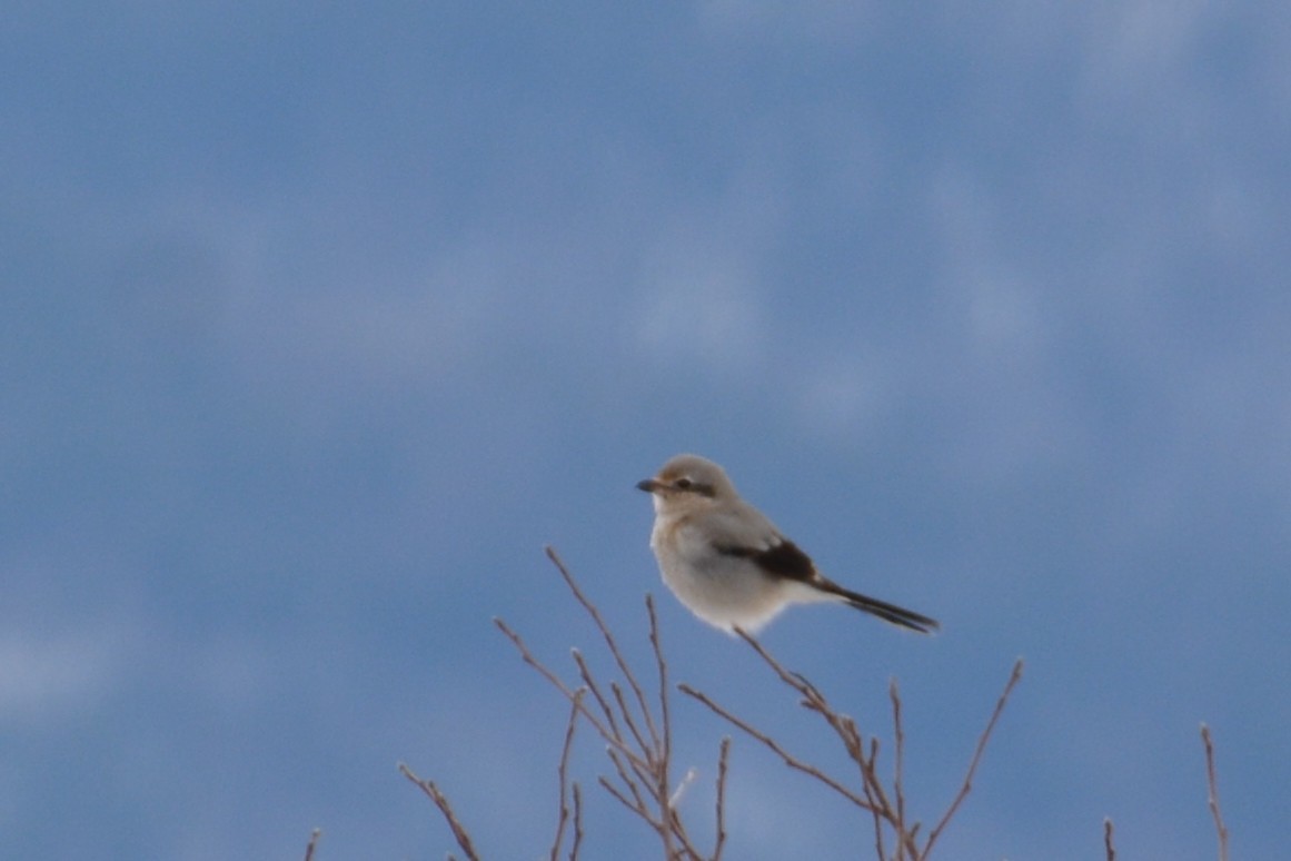 Alcaudón Boreal - ML149067671