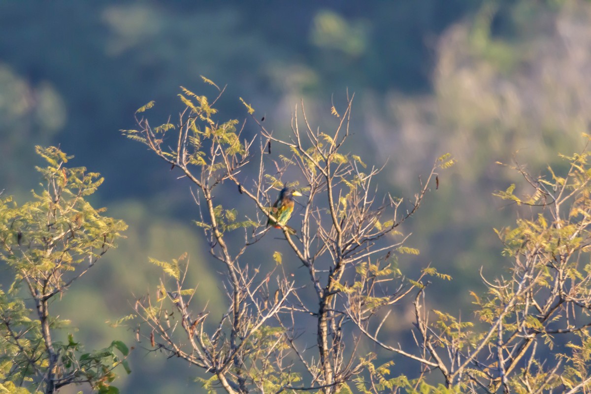 Great Barbet - ML149067821