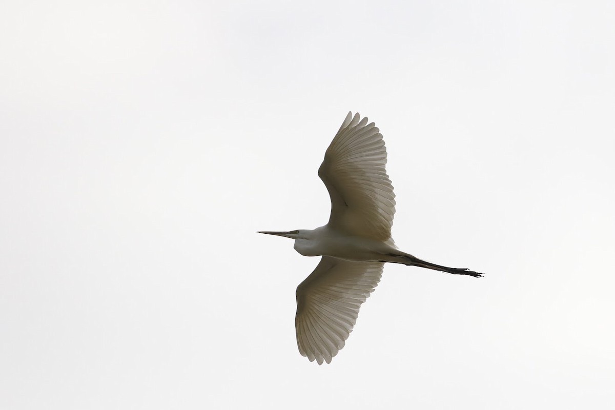 Great Egret - ML149068381