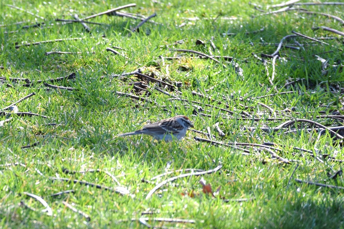 Chipping Sparrow - ML149070431