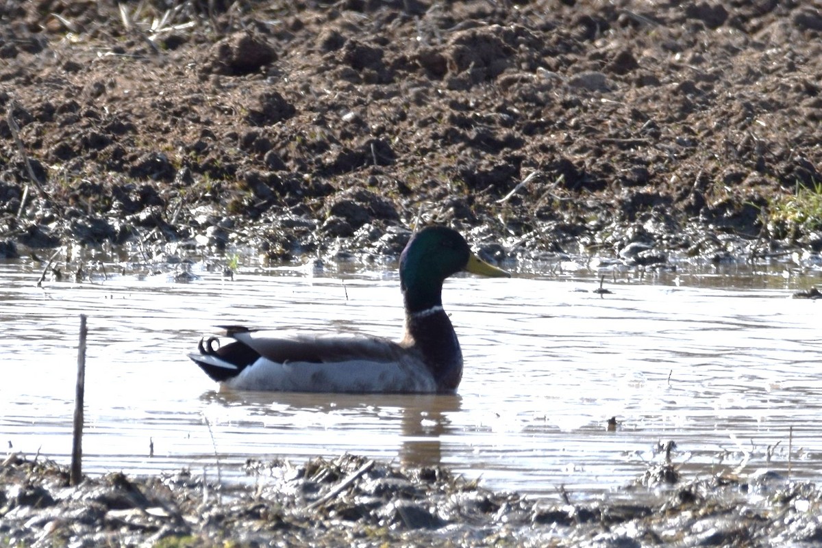 Canard colvert - ML149070511