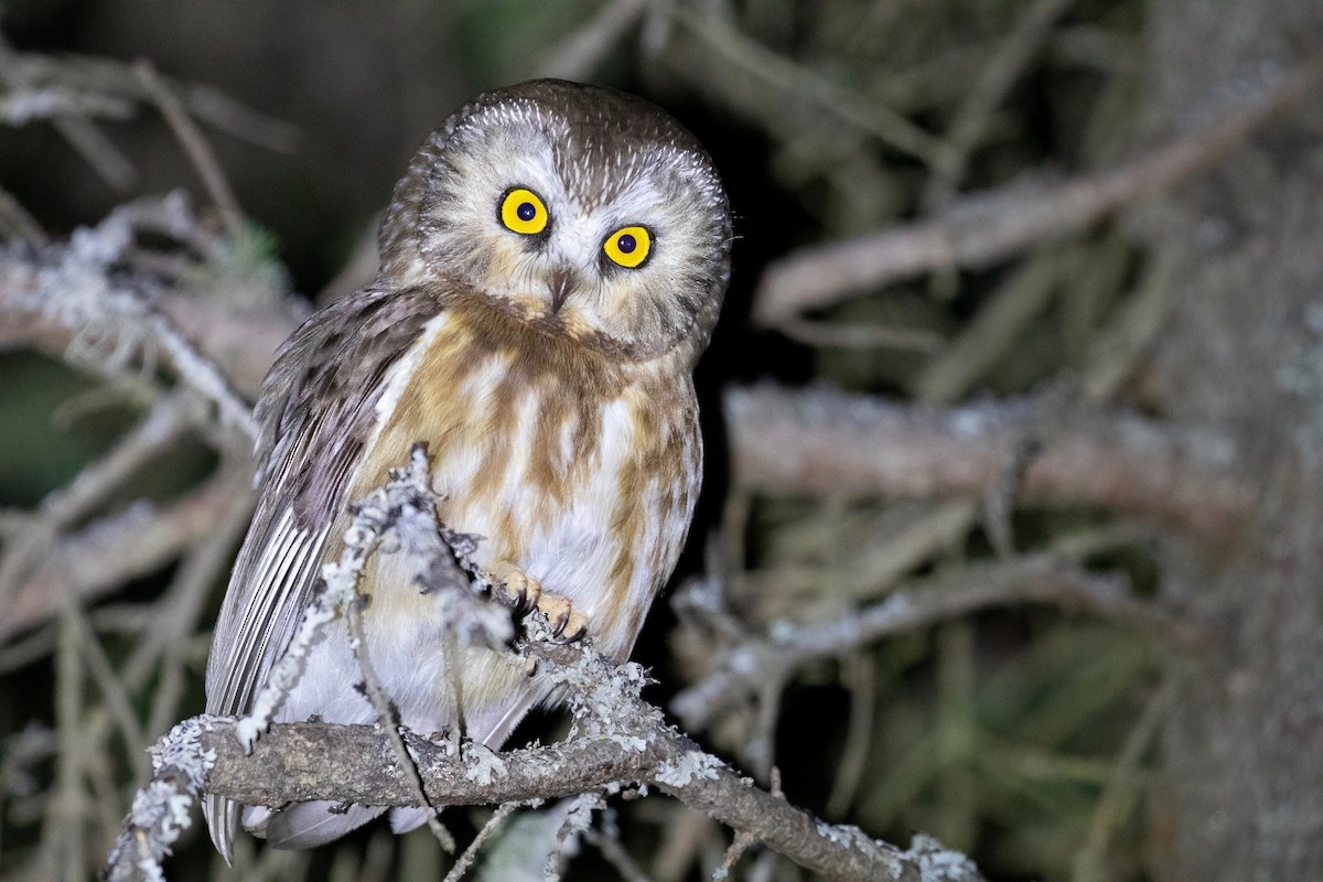 Northern Saw-whet Owl - Sulli Gibson