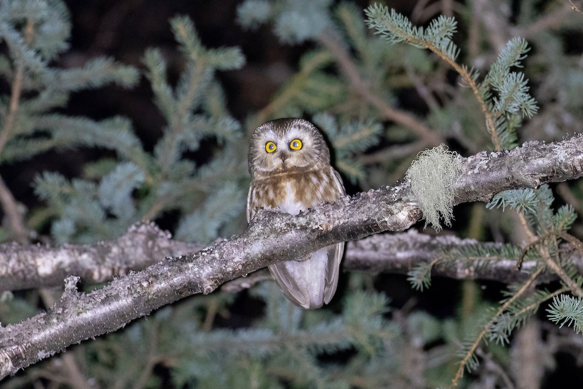 Northern Saw-whet Owl - Sulli Gibson