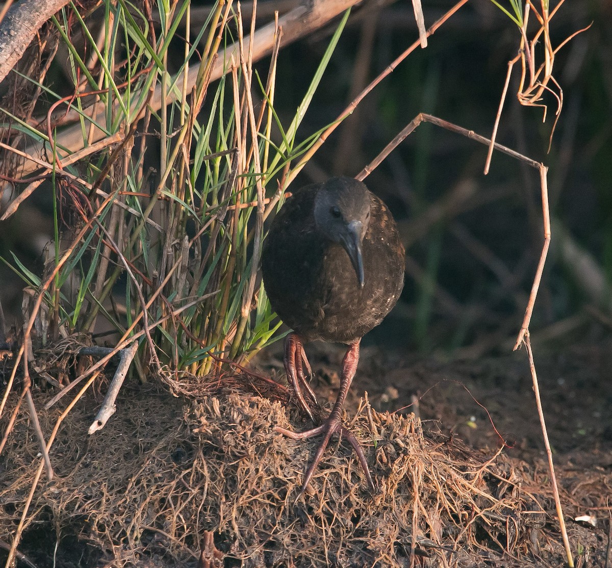 Spotted Rail - Isaias Morataya