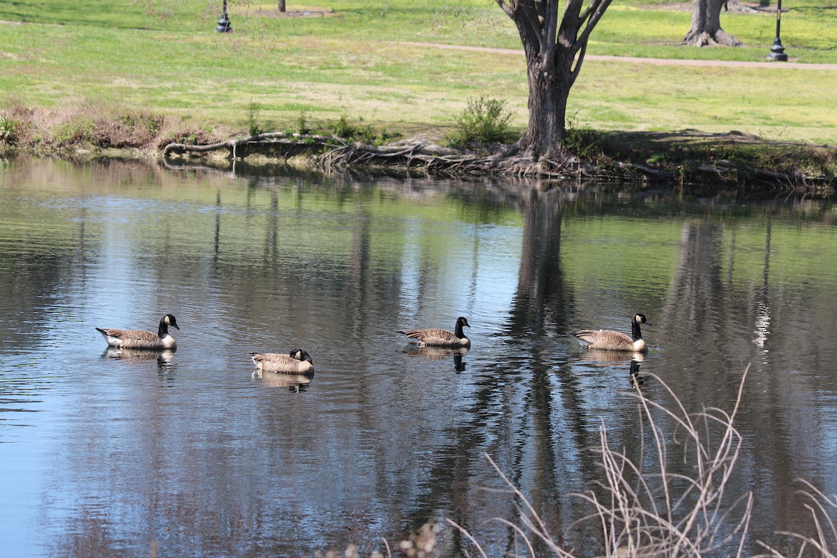 Canada Goose - ML149070931