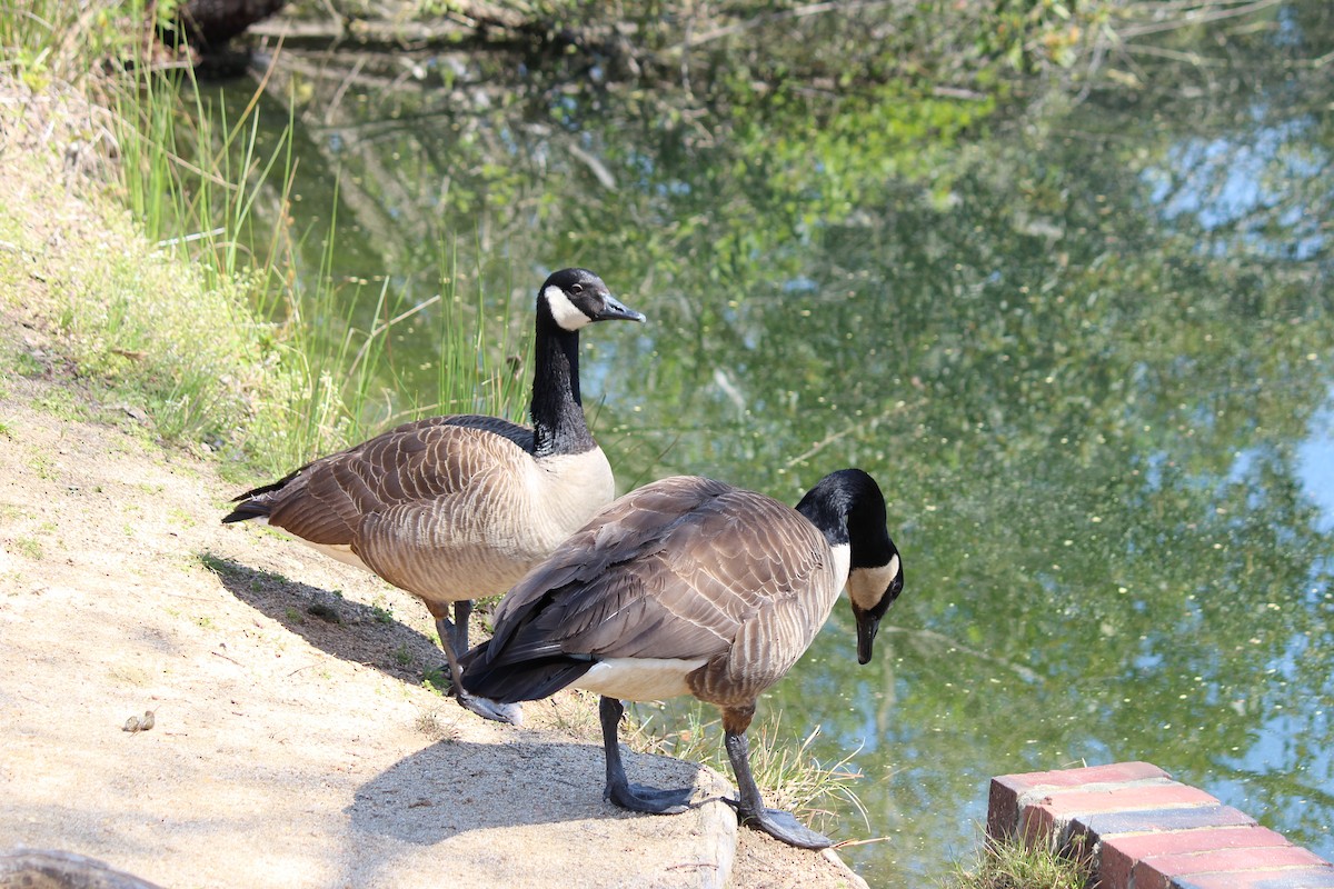 Canada Goose - ML149071831