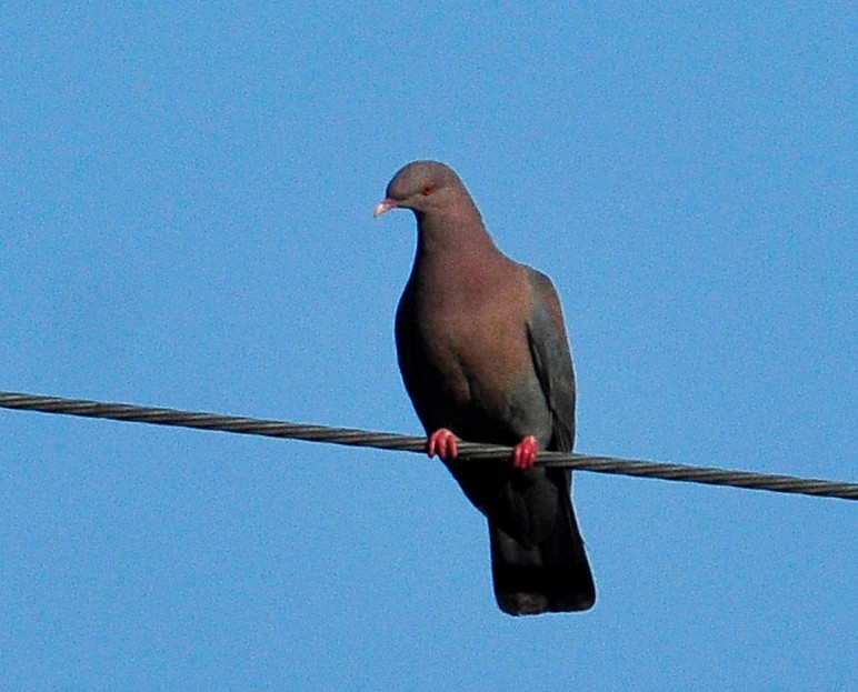 Pigeon à bec rouge - ML149073281