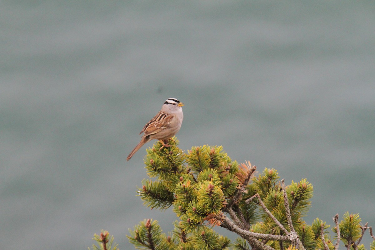 White-crowned Sparrow - ML149077451