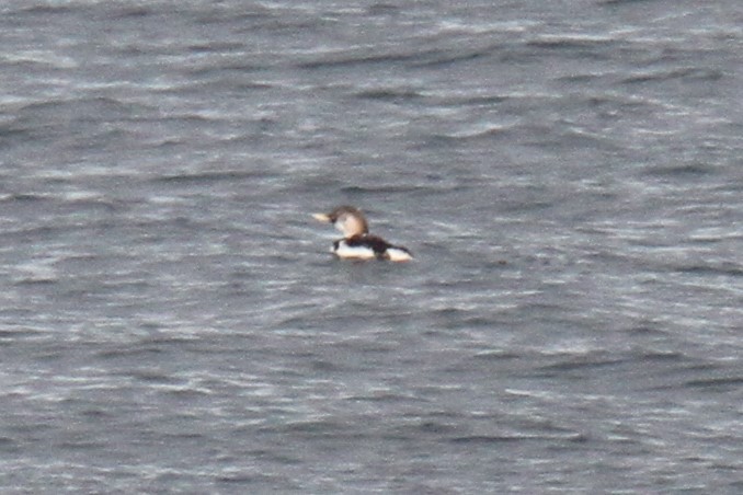 Yellow-billed Loon - ML149077881