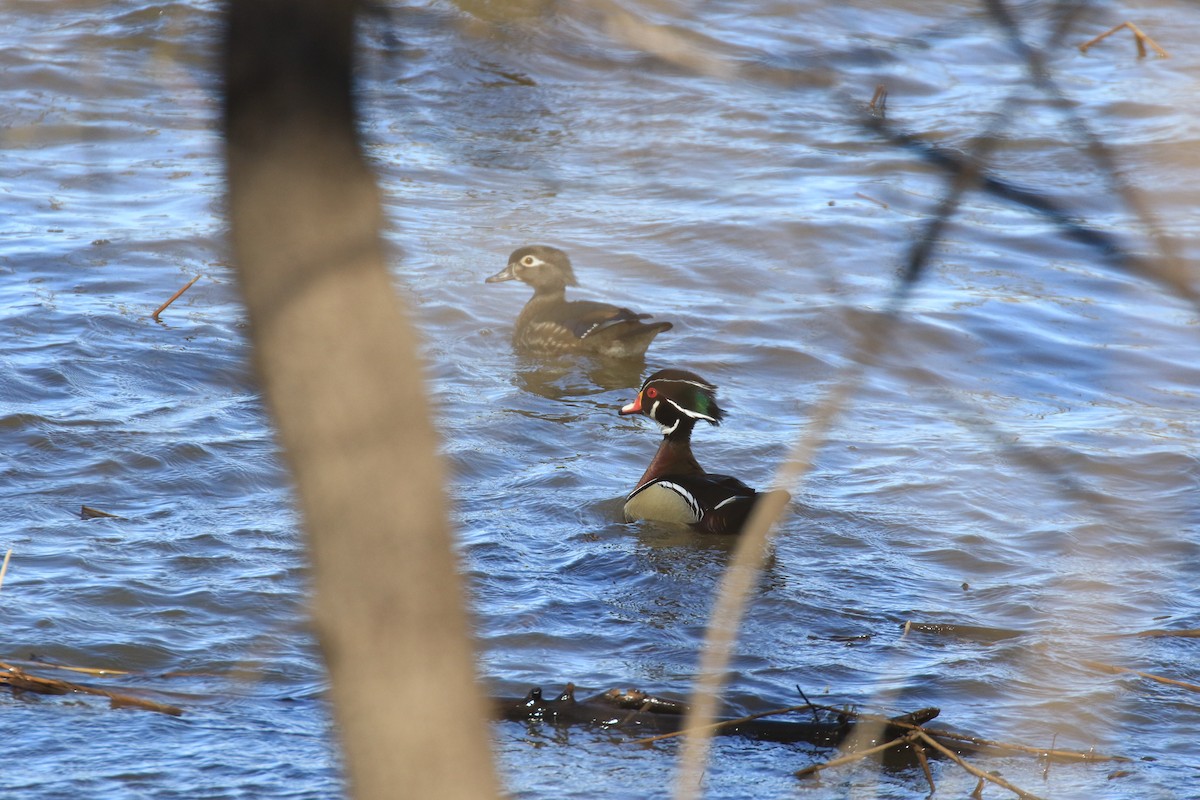 Wood Duck - ML149079881