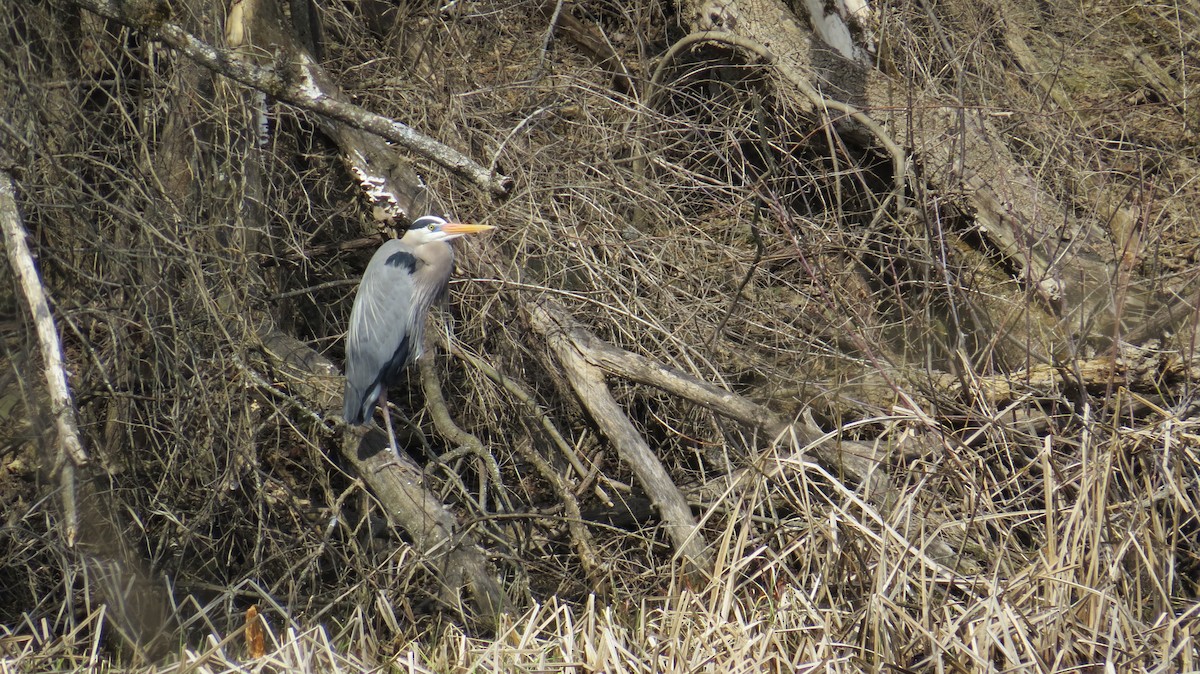 Great Blue Heron - ML149080961