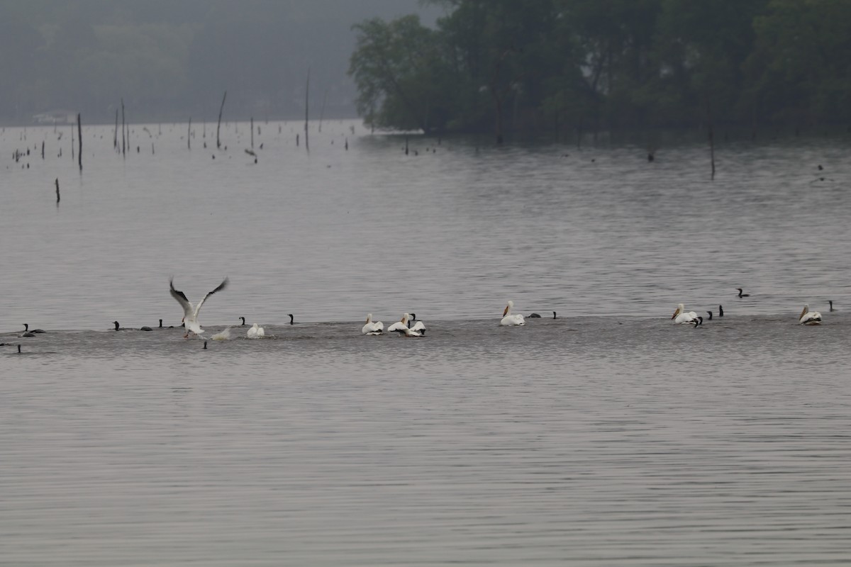 American White Pelican - ML149081441