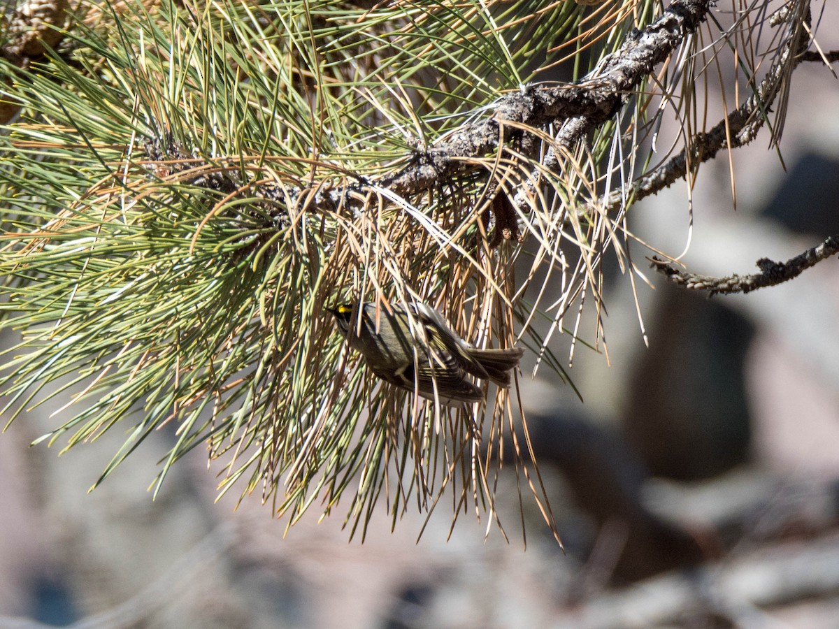 Golden-crowned Kinglet - ML149081961