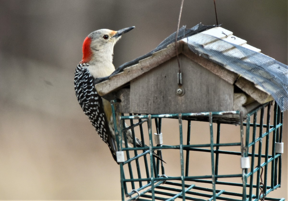 Red-bellied Woodpecker - ML149081981