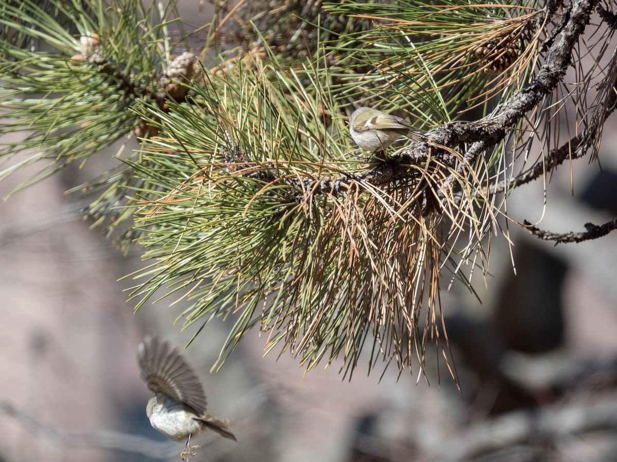 Golden-crowned Kinglet - Travis ONeil