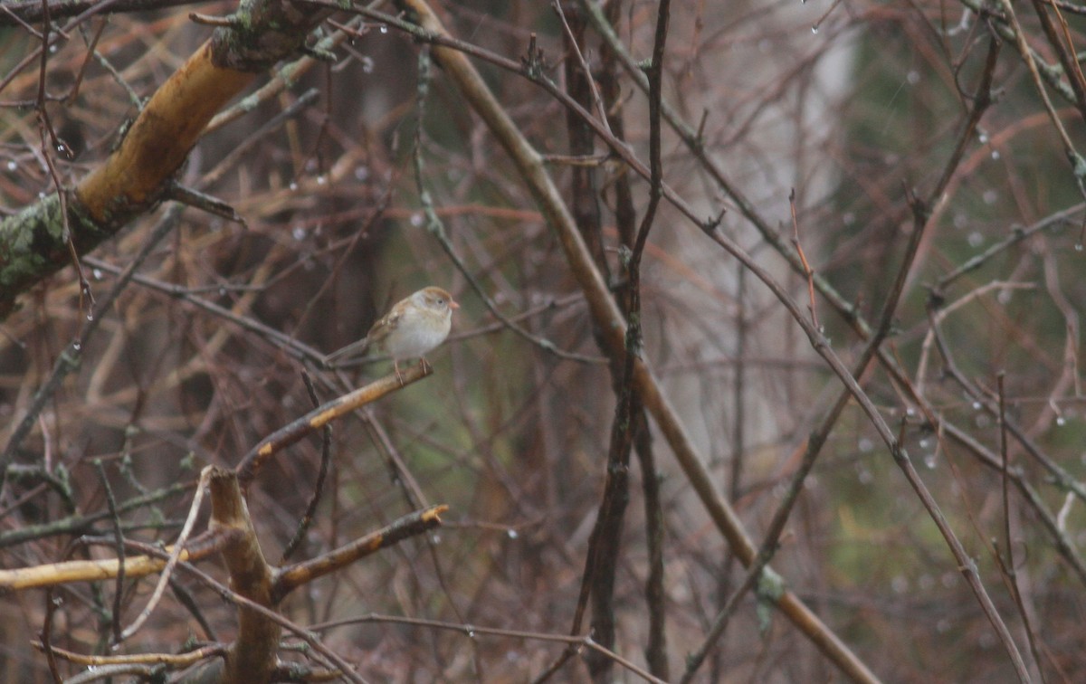 Field Sparrow - ML149082171