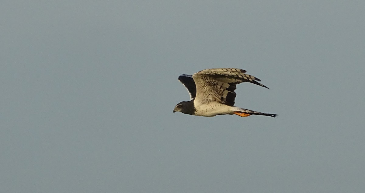 Long-winged Harrier - Javier Ubiría