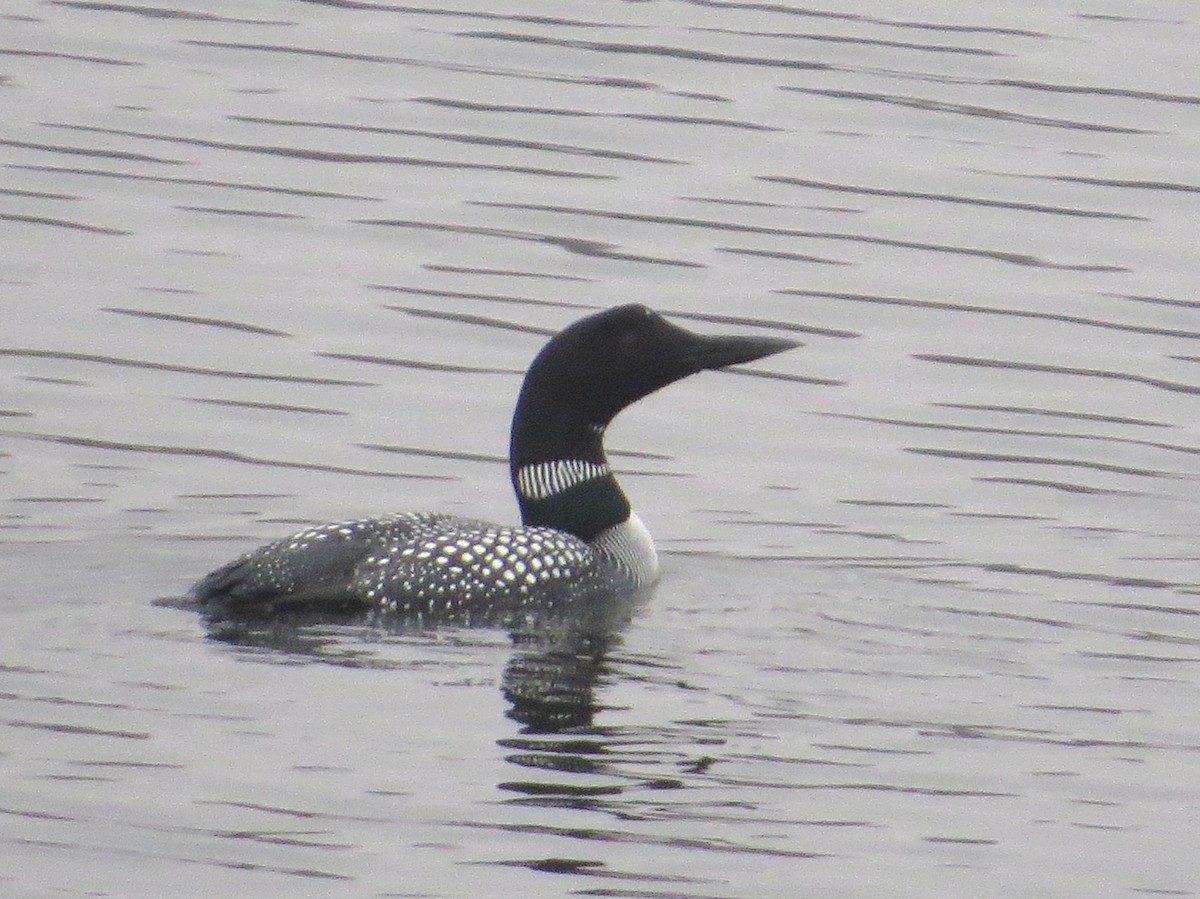 Common Loon - Chris Anderson