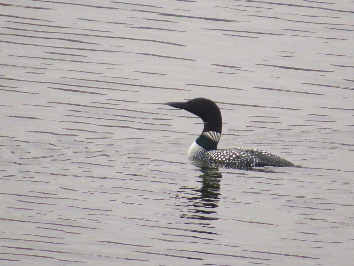 Common Loon - Chris Anderson