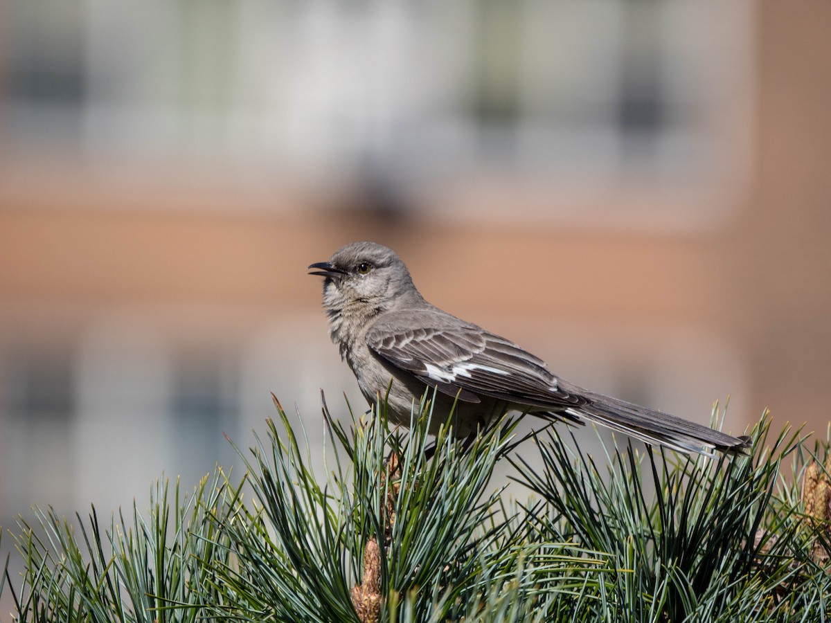 Northern Mockingbird - ML149083181