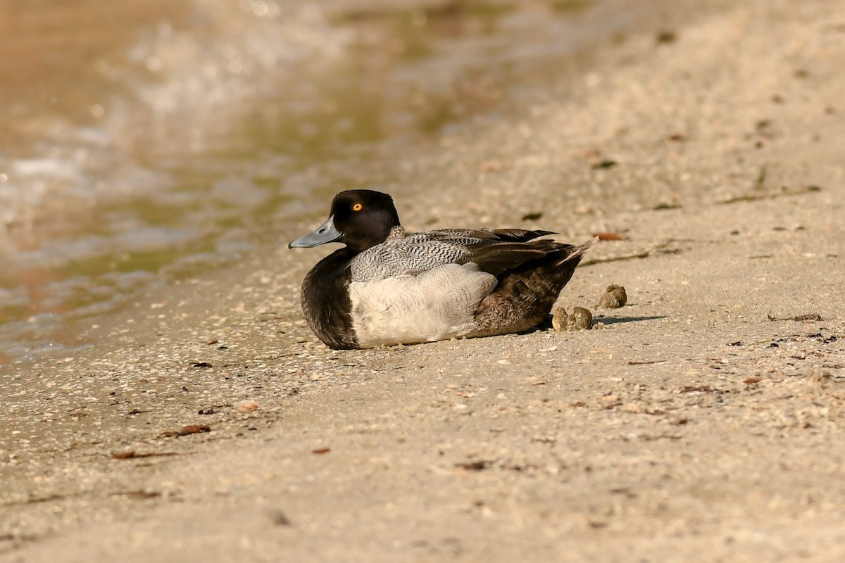 Lesser Scaup - Mike Charest