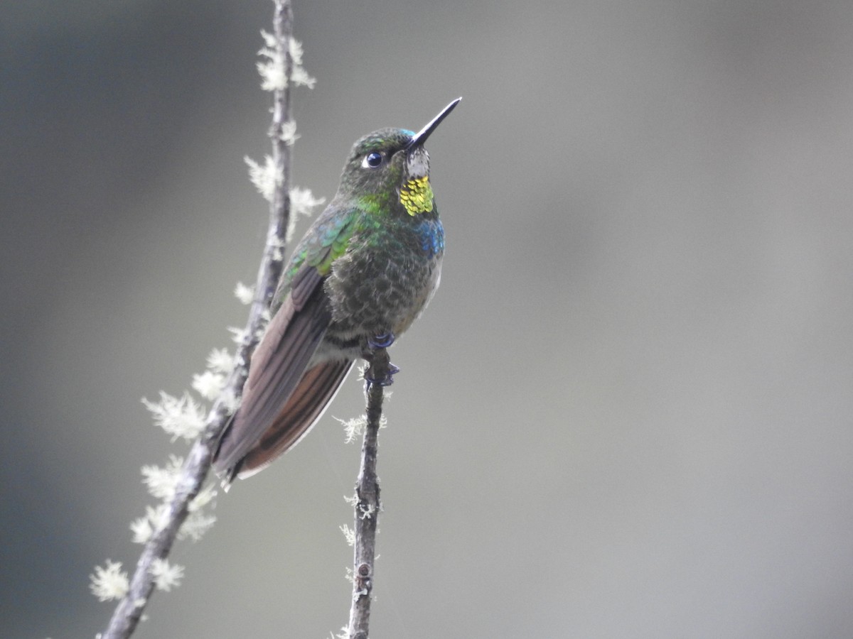 Colibrí Lucero - ML149084721