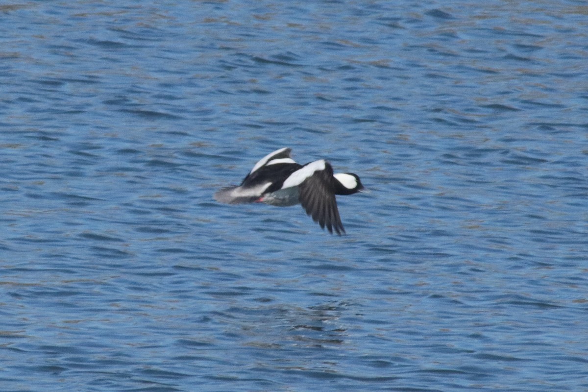 Bufflehead - ML149084971