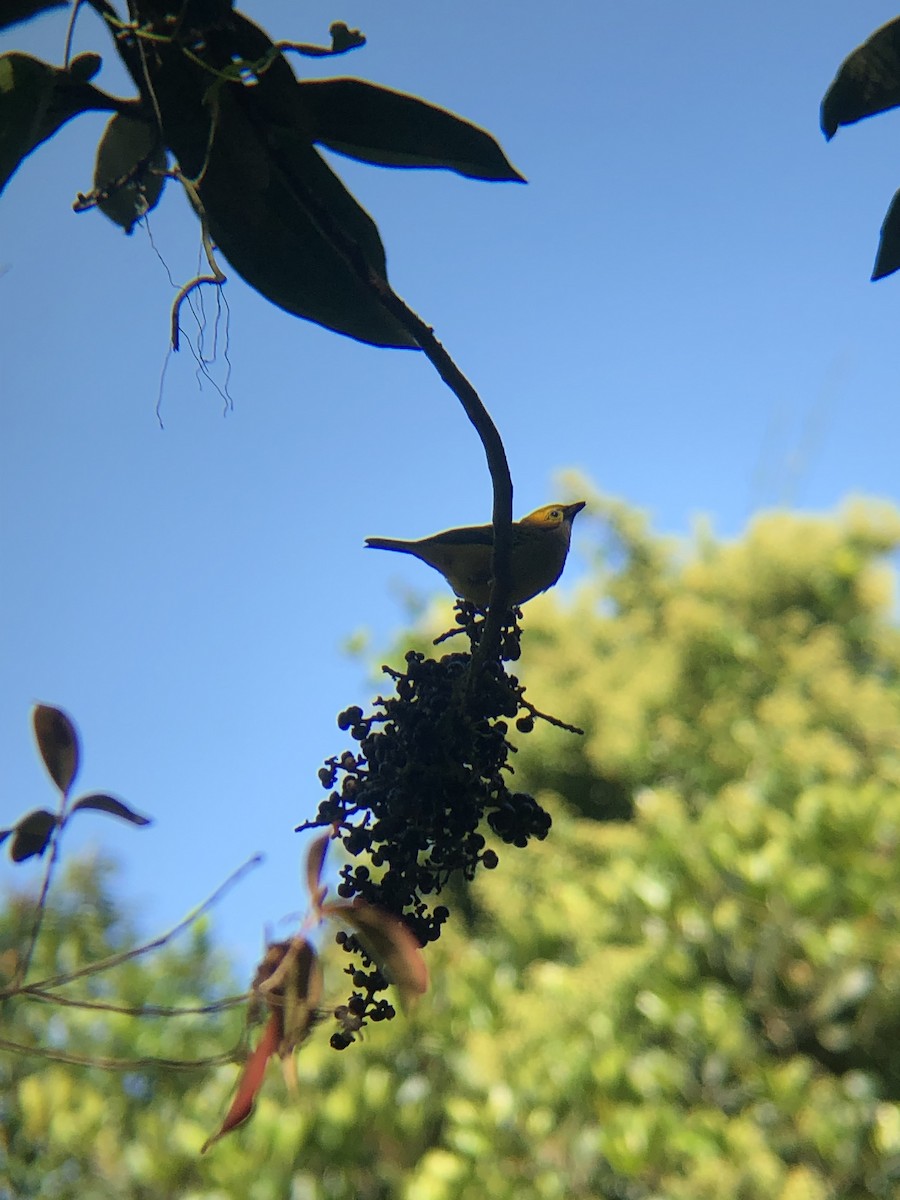 Silver-throated Tanager - ML149085121