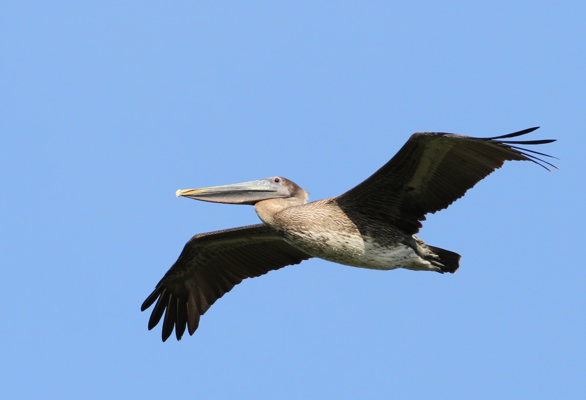 Brown Pelican (Atlantic) - Andy Eckerson