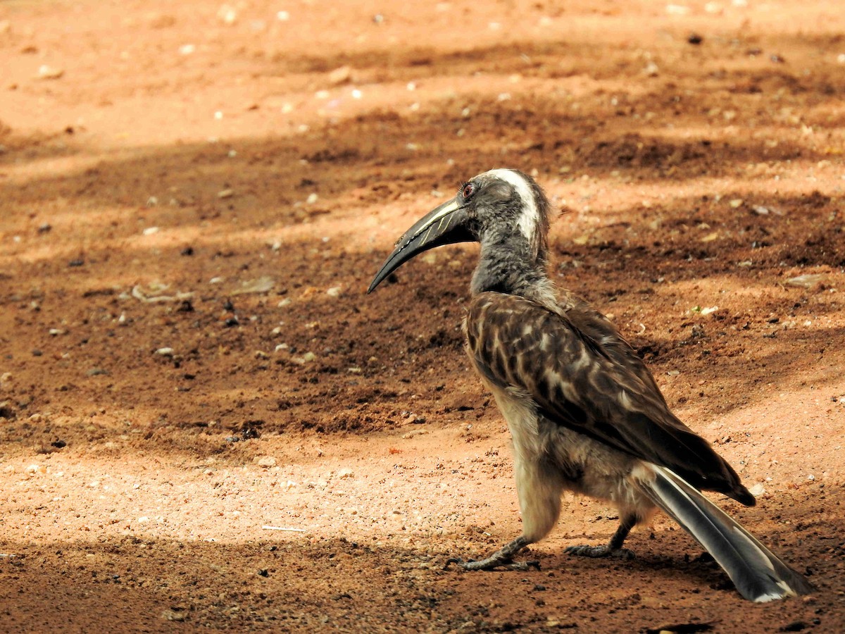 African Gray Hornbill - Alan McCoy