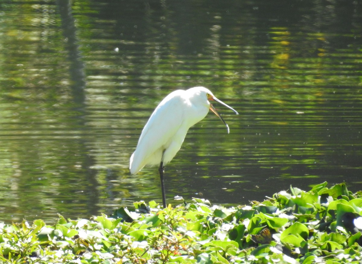 Snowy Egret - ML149086491