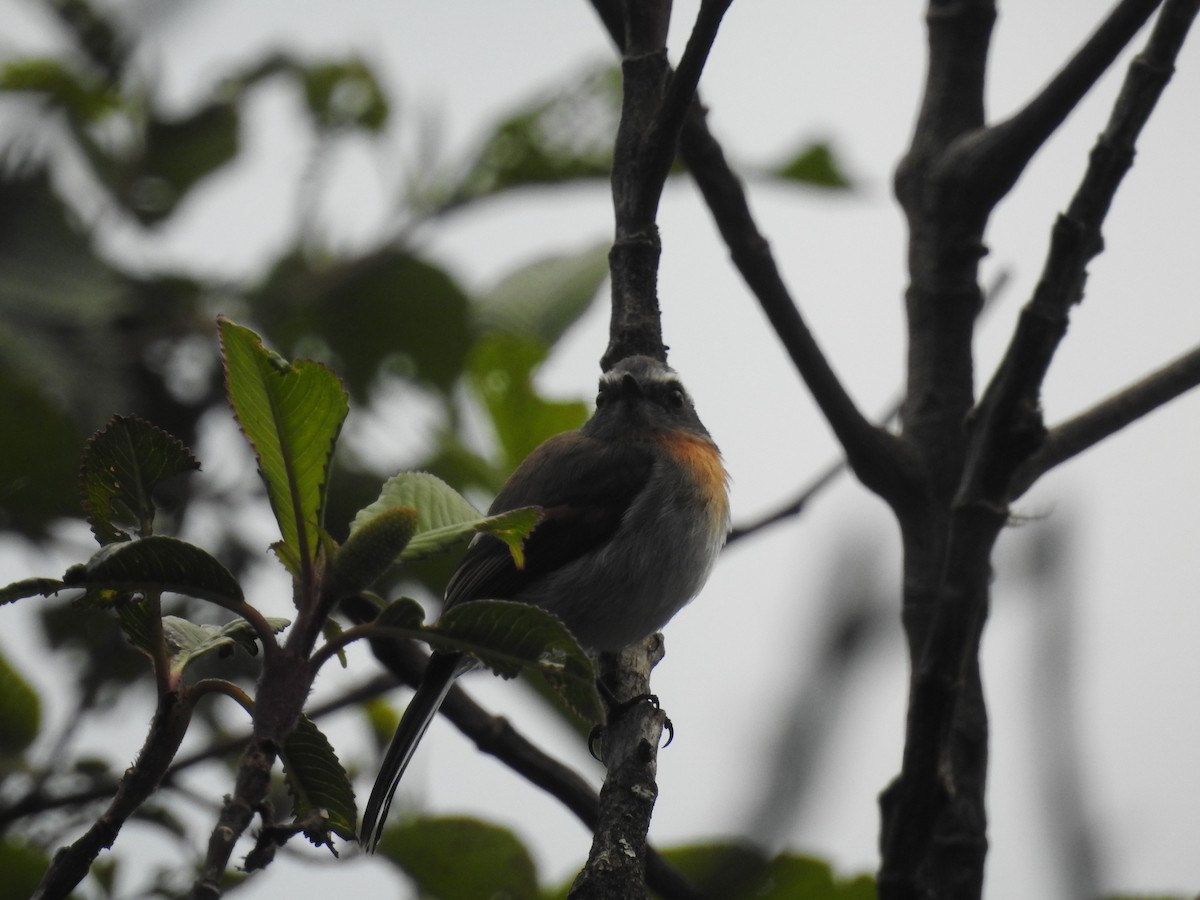 Rufous-breasted Chat-Tyrant - ML149086541