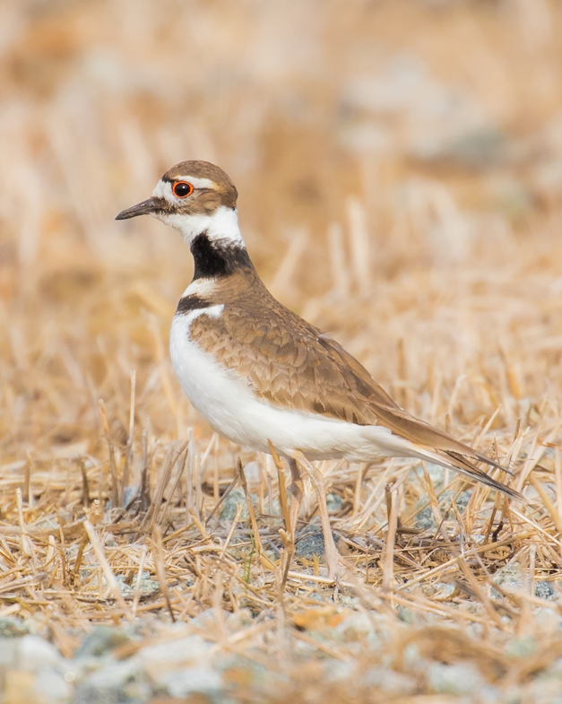 Killdeer - ML149087021