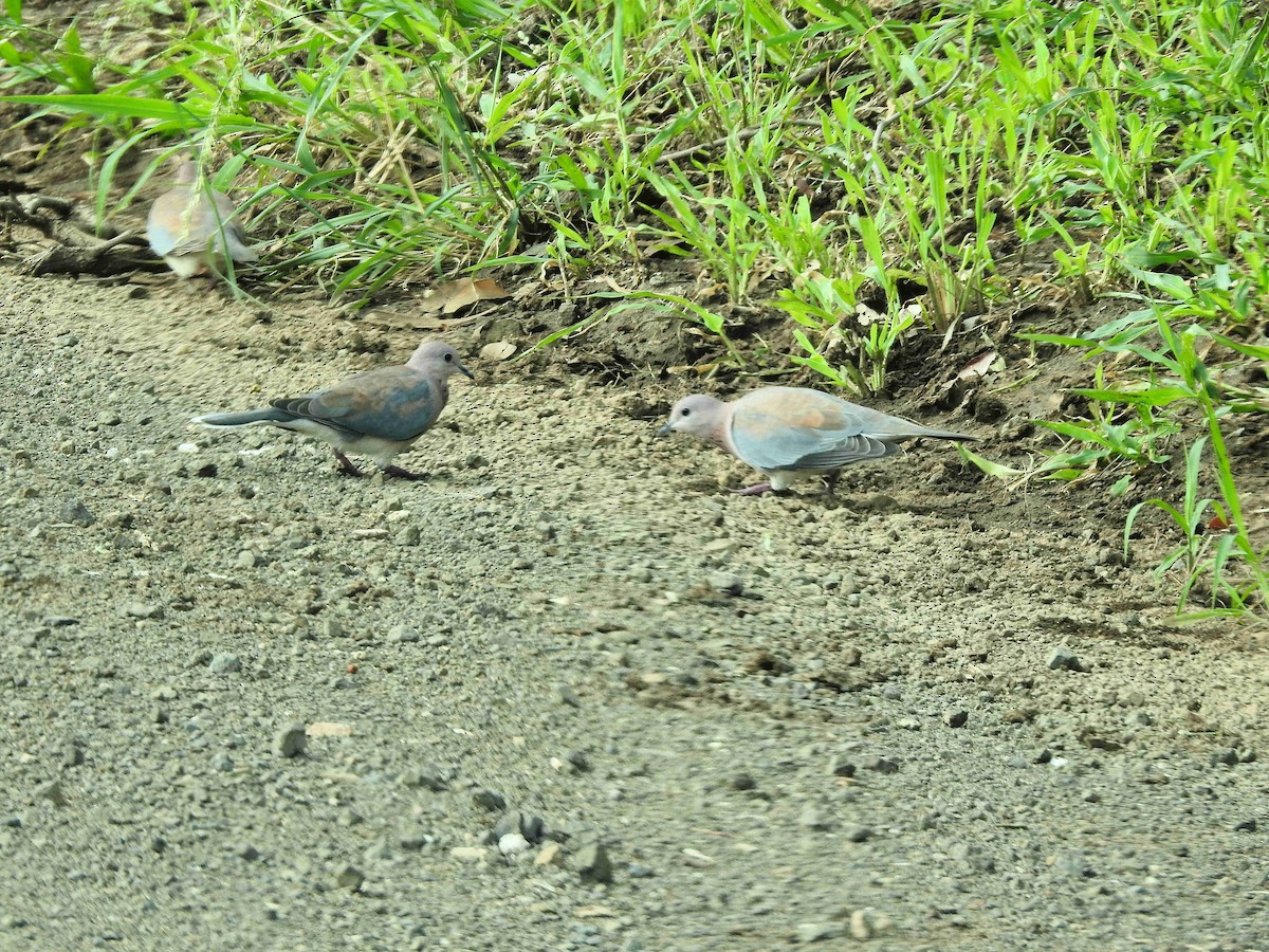Laughing Dove - ML149088031