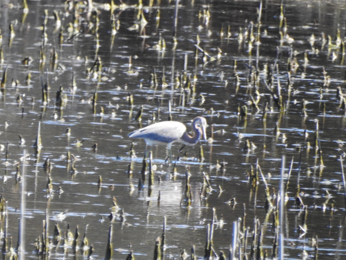 Tricolored Heron - ML149088041