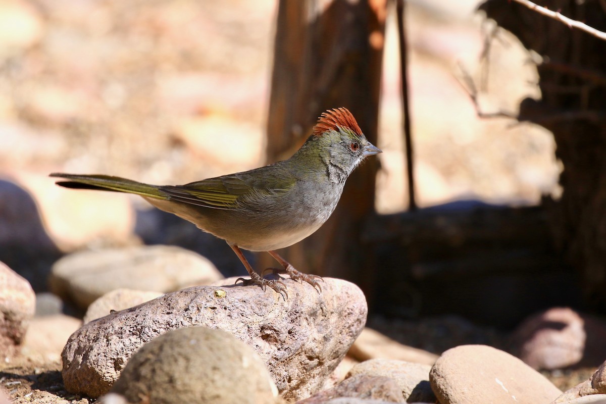 Green-tailed Towhee - My Big Fat Birdy