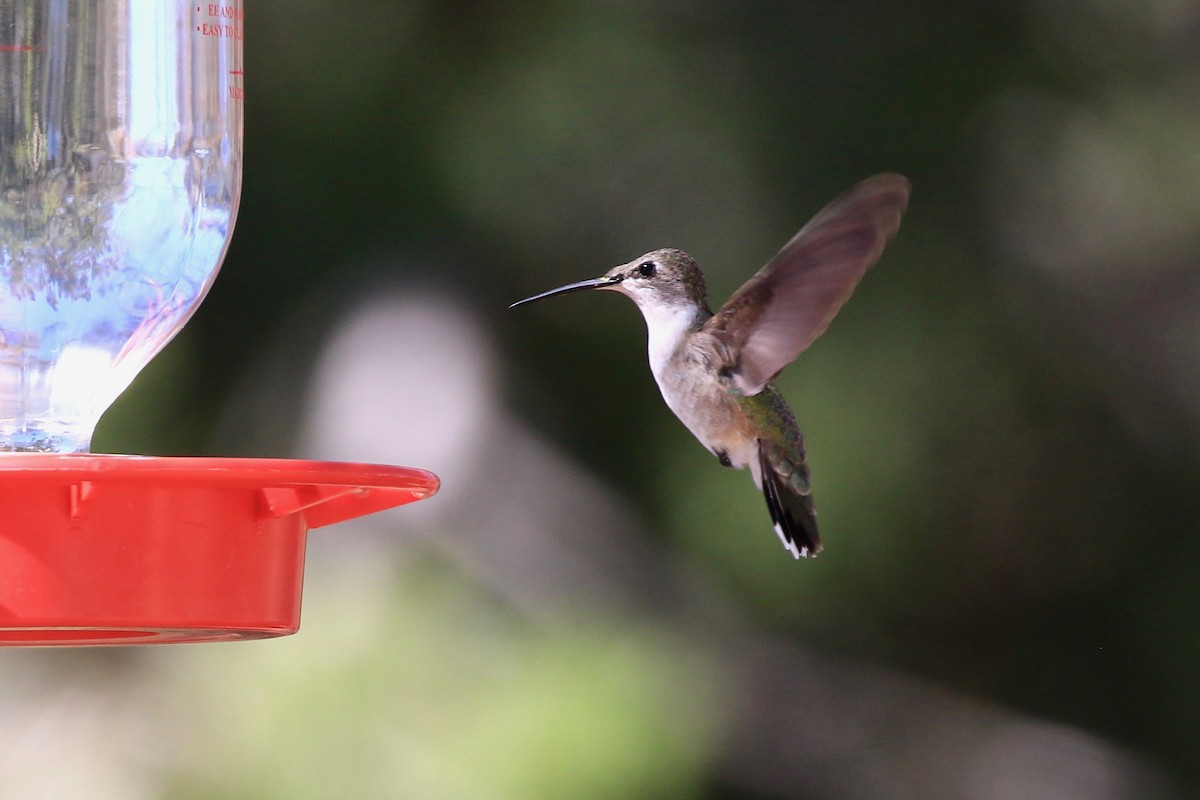 Black-chinned Hummingbird - My Big Fat Birdy