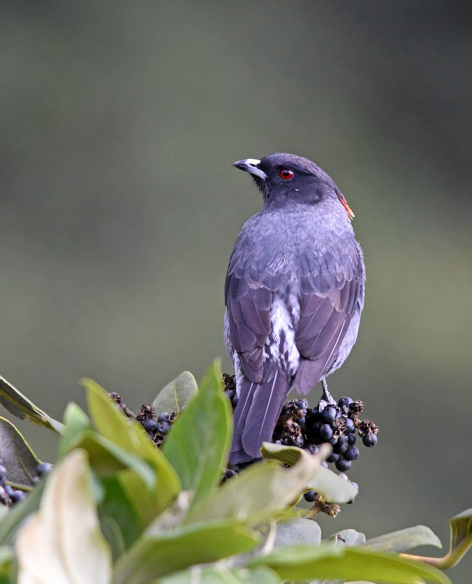 Red-crested Cotinga - ML149091001