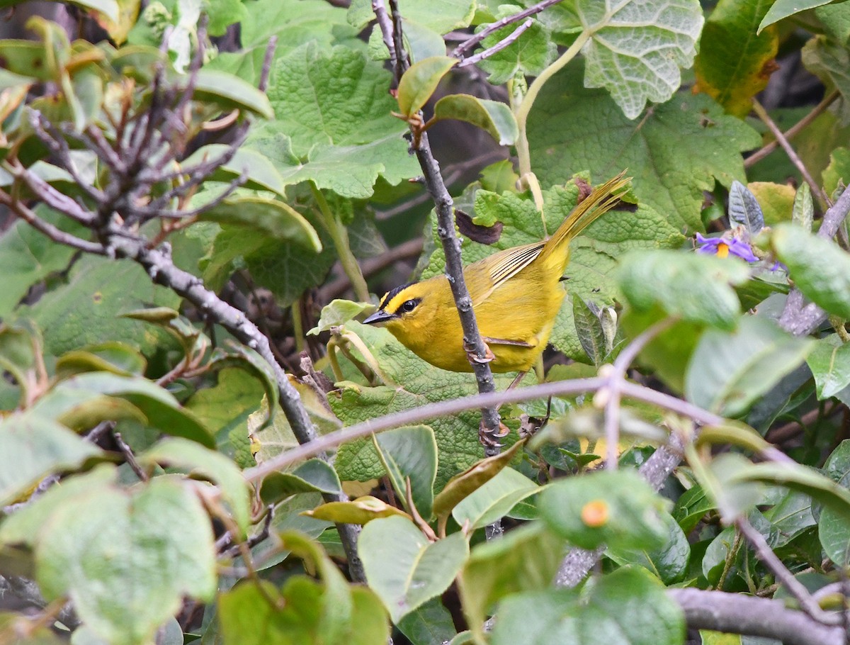 Schwarzscheitel-Waldsänger - ML149091041