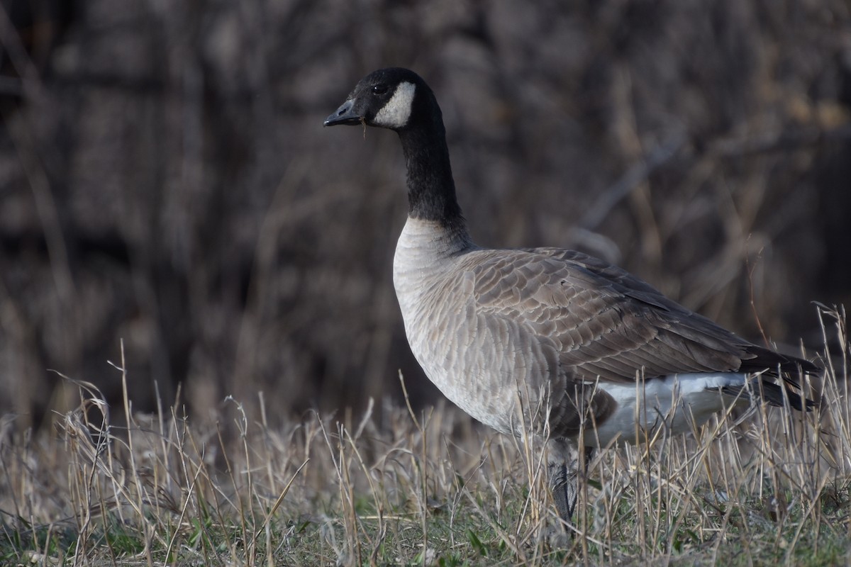 Cackling Goose - ML149091771