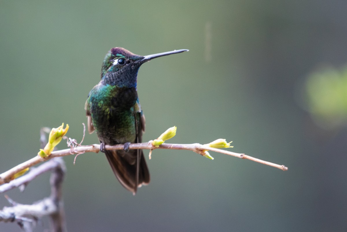 Rivoli's Hummingbird - ML149092261