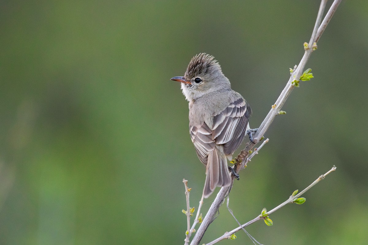 Northern Beardless-Tyrannulet - ML149094401