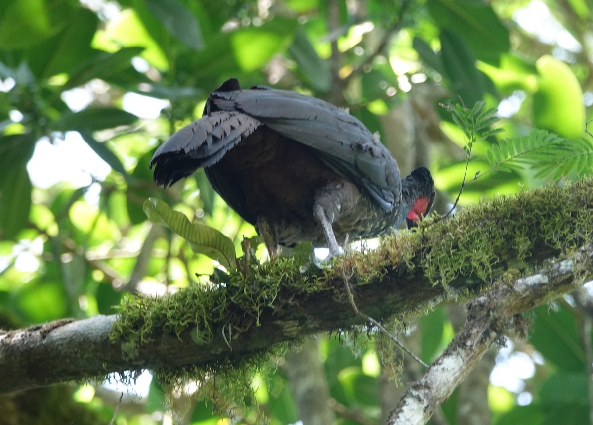 Crested Guan - ML149094731