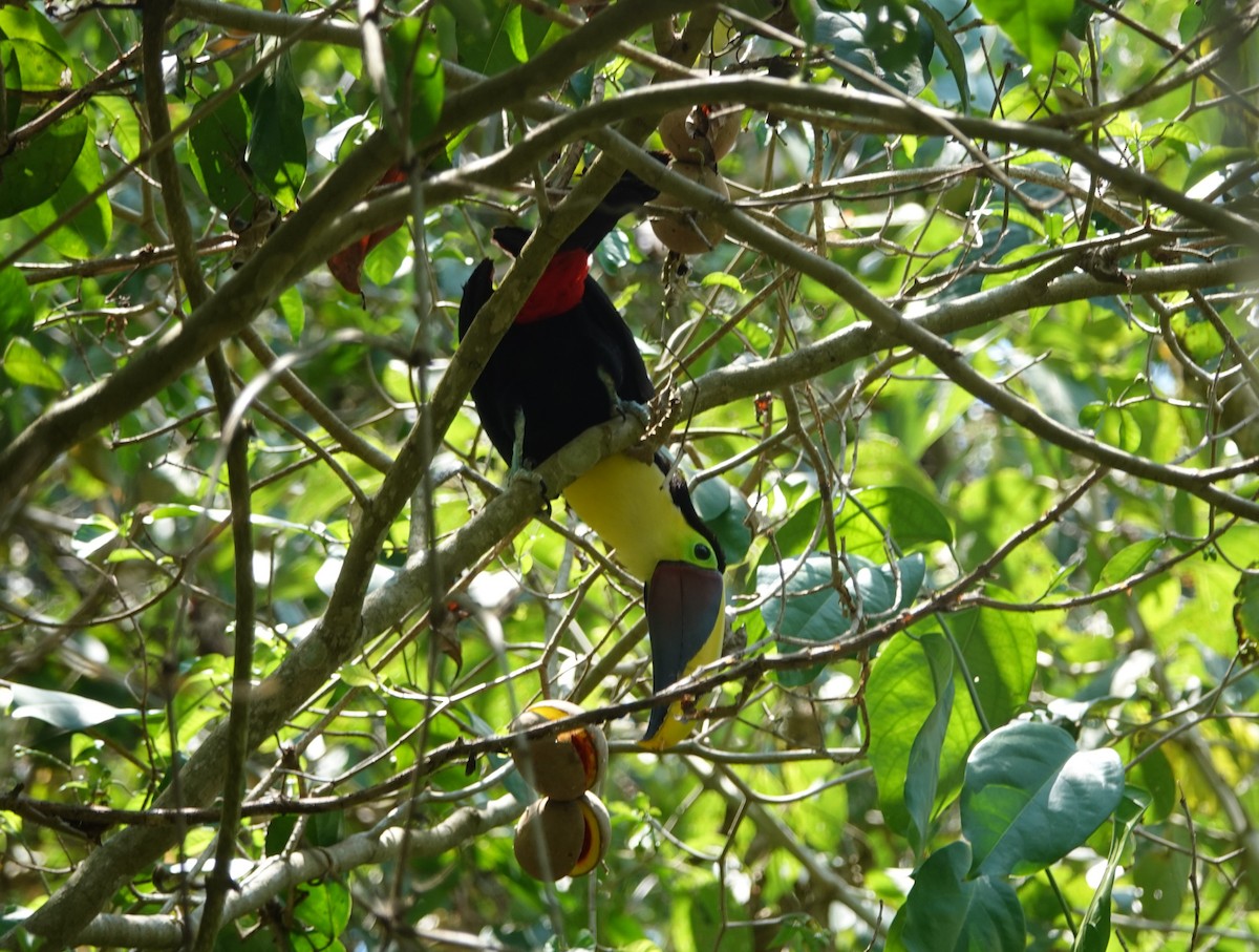 Yellow-throated Toucan - Lonnie Somer