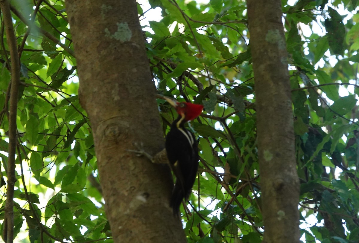 Pale-billed Woodpecker - ML149095481