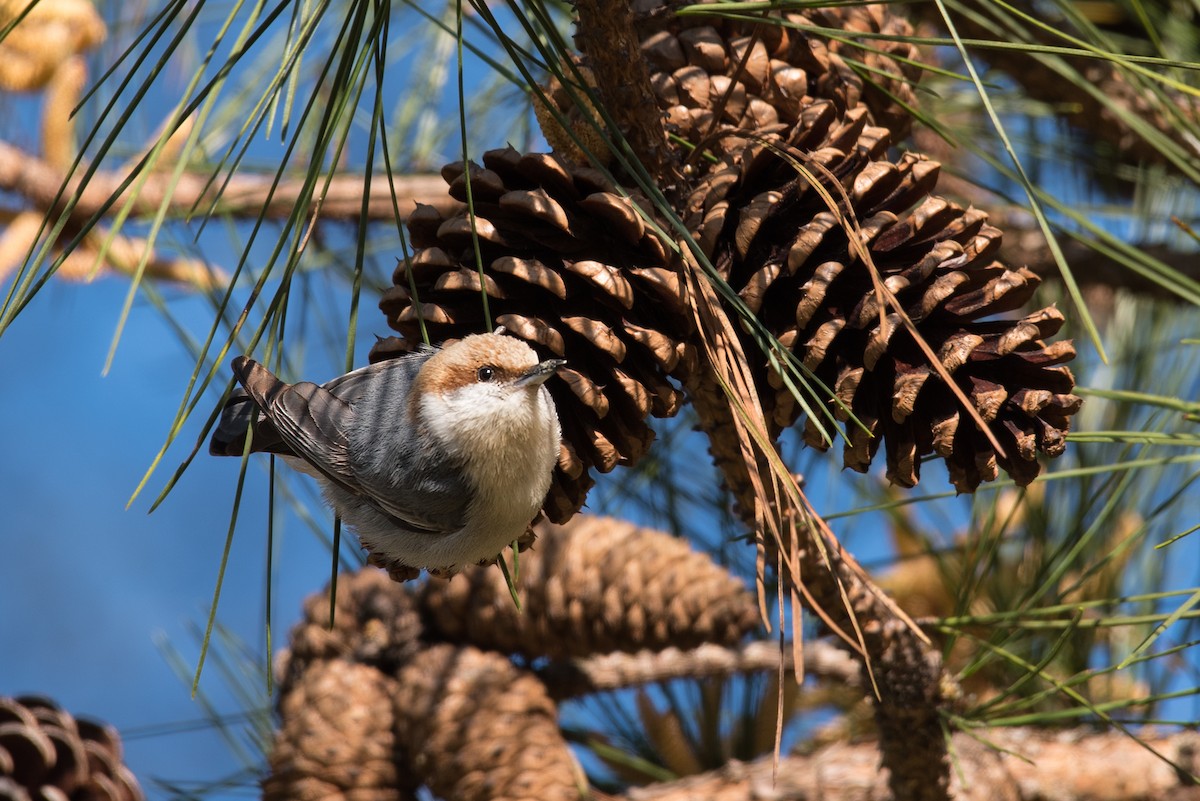 Brown-headed Nuthatch - ML149096061