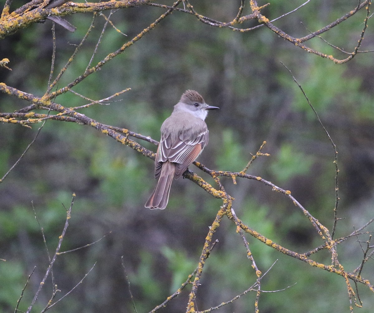 Ash-throated Flycatcher - Pair of Wing-Nuts