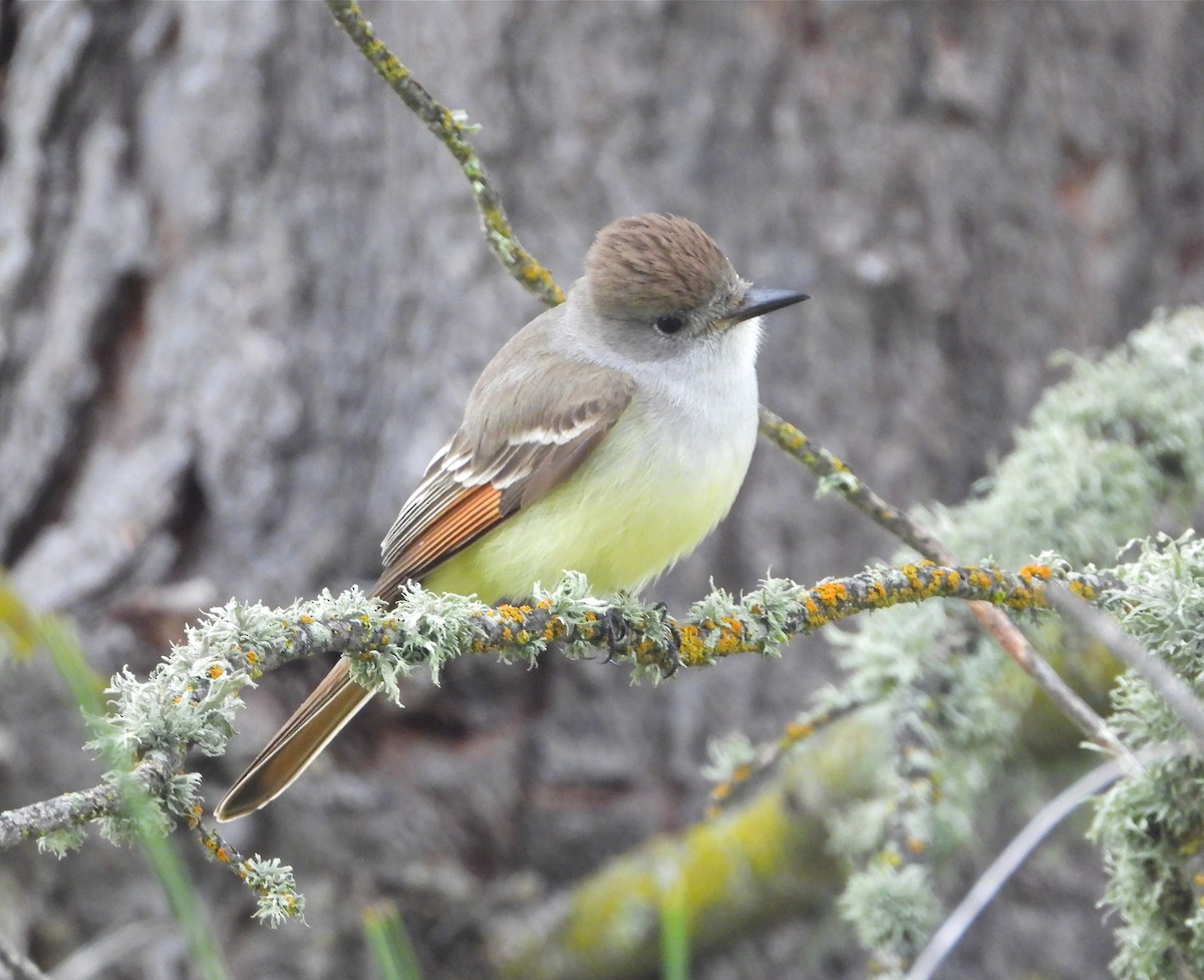 Ash-throated Flycatcher - Pair of Wing-Nuts